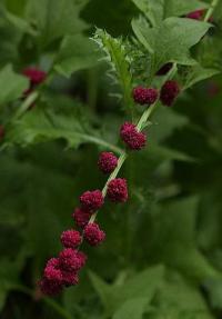 Blitum capitatum