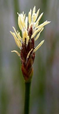 Eleocharis multicaulis