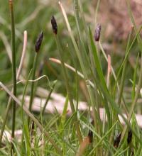 Eleocharis uniglumis
