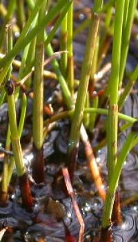 Eleocharis uniglumis