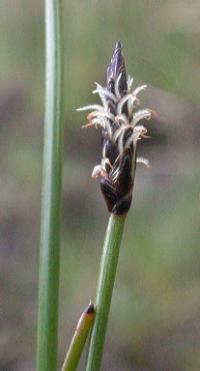 Eleocharis uniglumis
