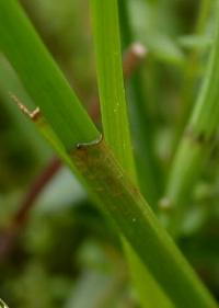 Eleocharis palustris 