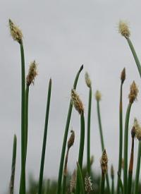 Eleocharis palustris 