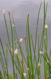 Eleocharis palustris 