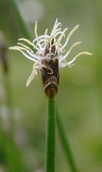Eleocharis palustris 
