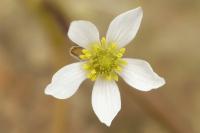 Ranunculus tripartitus