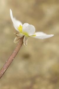 Ranunculus tripartitus