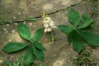 Aesculus hippocastanum