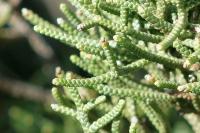 Juniperus phoenicea subsp. phoenicea