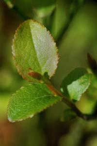 Vaccinium myrtillus