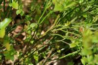 Vaccinium myrtillus