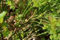 Vaccinium myrtillus