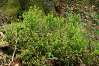 Vaccinium myrtillus