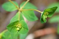 Euphorbia dulcis