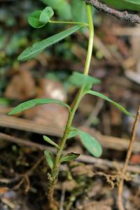 Euphorbia dulcis