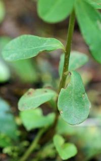 Euphorbia dulcis