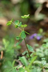 Euphorbia dulcis