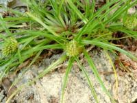 Cyperus michelianus subsp. michelianus