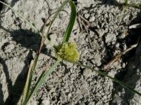 Cyperus michelianus subsp. michelianus