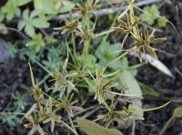 Cyperus flavescens