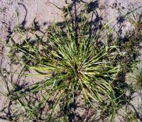 Cyperus fuscus