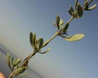 Atriplex portulacoides