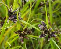 Cyperus fuscus