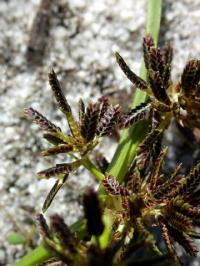 Cyperus fuscus