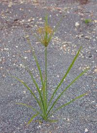 Cyperus esculentus