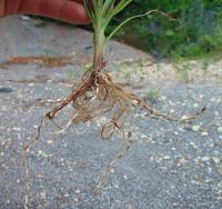 Cyperus esculentus