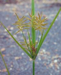 Cyperus esculentus