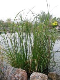 Cyperus longus