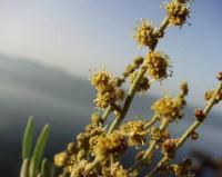 Atriplex portulacoides