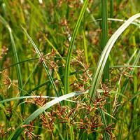 Cyperus longus