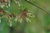 Cyperus eragrostis