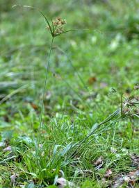 Cyperus eragrostis