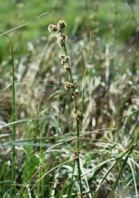 Cladium mariscus