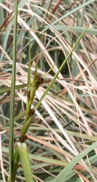 Cladium mariscus