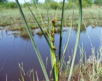 Cladium mariscus