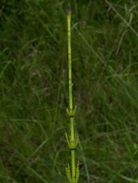 Equisetum palustre