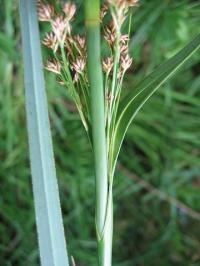 Cladium mariscus