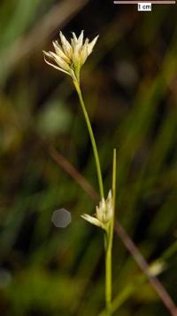 Rhynchospora alba