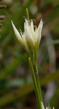 Rhynchospora alba