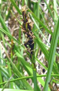 Kobresia simpliciuscula