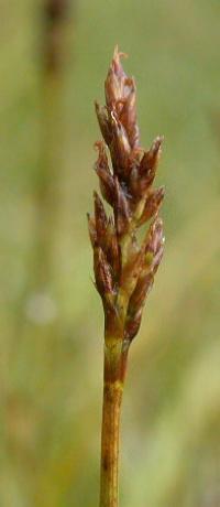 Kobresia simpliciuscula