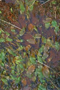 Potamogeton polygonifolius