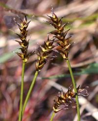 Carex davalliana