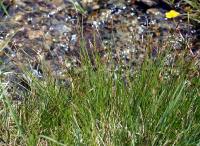 Carex davalliana