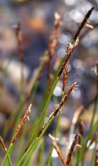 Carex davalliana