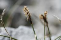 Carex pyrenaica